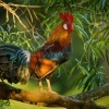 Kur bankivsky - Gallus gallus - Red Junglefowl 3166